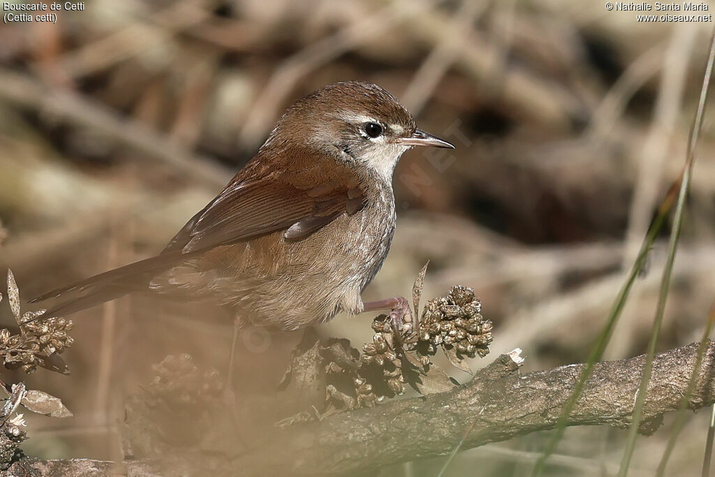 Bouscarle de Cettiadulte, identification, pigmentation, pêche/chasse
