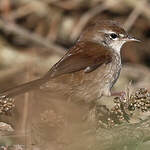 Bouscarle de Cetti