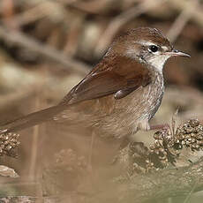 Bouscarle de Cetti