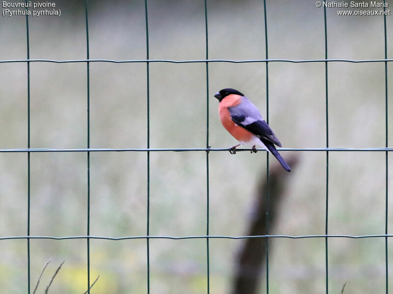 Eurasian Bullfinch male adult breeding, identification, Behaviour