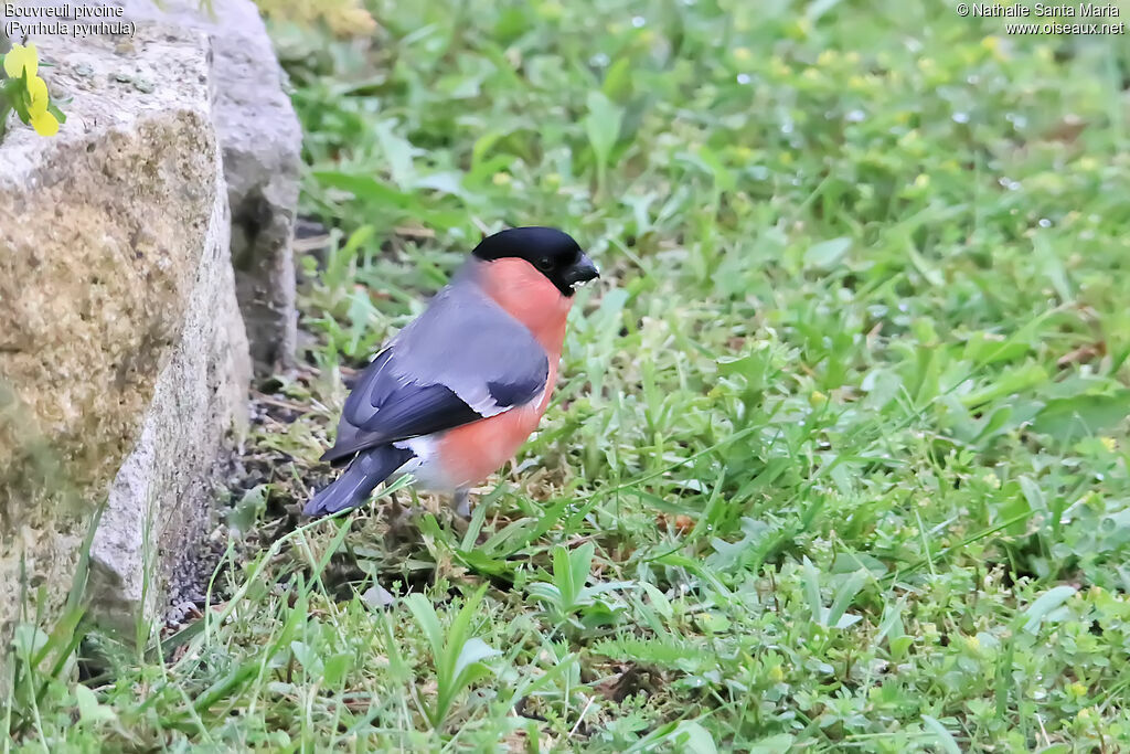 Eurasian Bullfinch male adult breeding, identification, eats