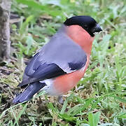 Eurasian Bullfinch