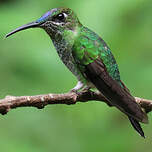 Brillant à front violet