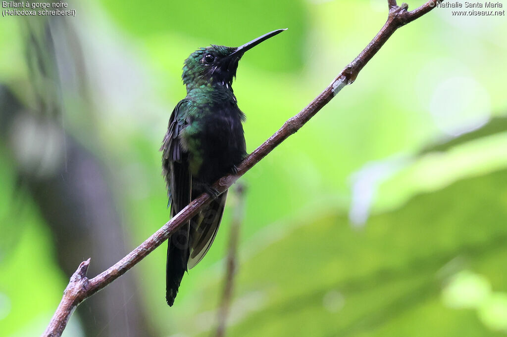 Brillant à gorge noire