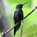 Brillant à gorge noire