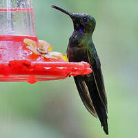 Brillant à gorge noire