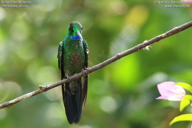 Green-crowned Brilliant male adult breeding, identification