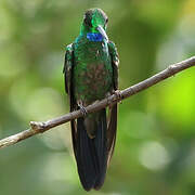 Green-crowned Brilliant