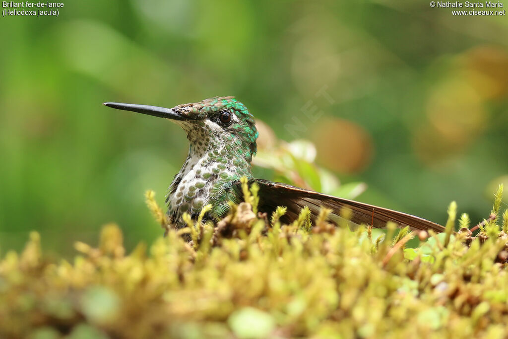 Green-crowned Brilliant female adult, close-up portrait, care