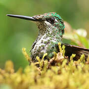 Green-crowned Brilliant