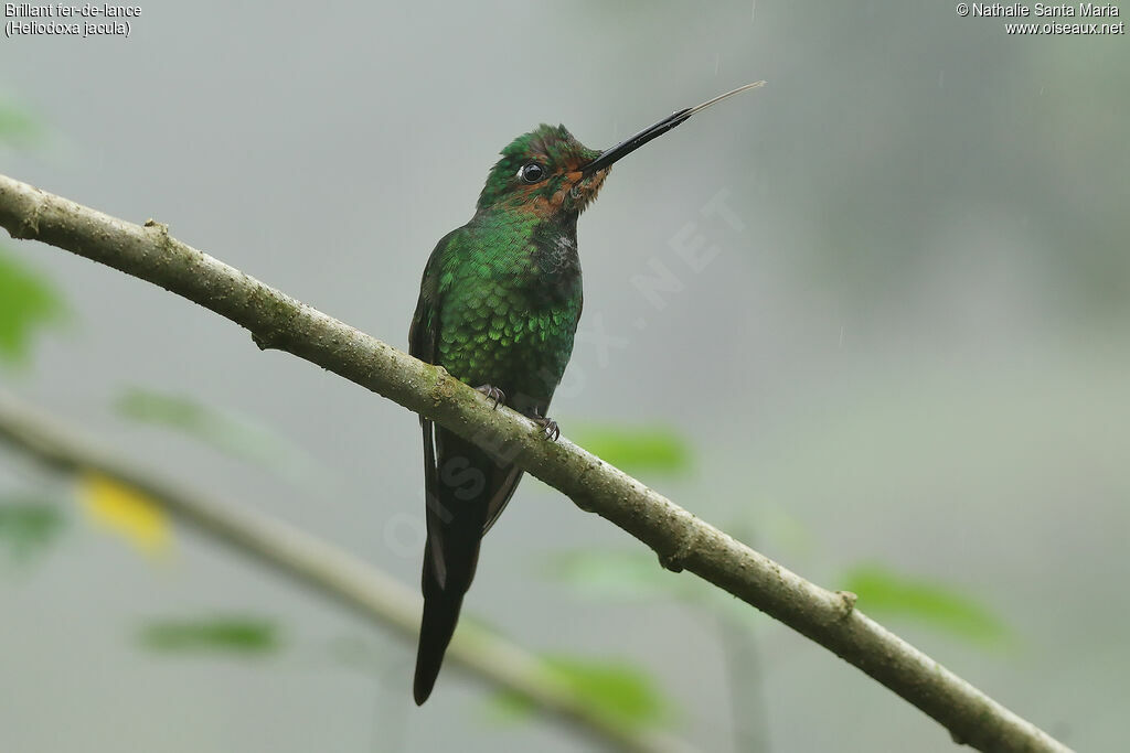 Green-crowned Brilliantjuvenile, identification