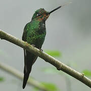 Green-crowned Brilliant