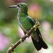 Green-crowned Brilliant