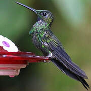 Green-crowned Brilliant