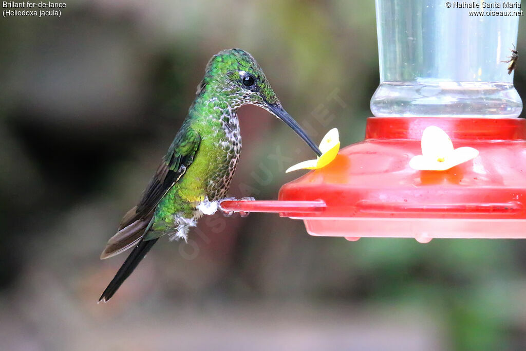 Green-crowned Brilliant female adult, identification, feeding habits, eats