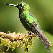 Green-crowned Brilliant