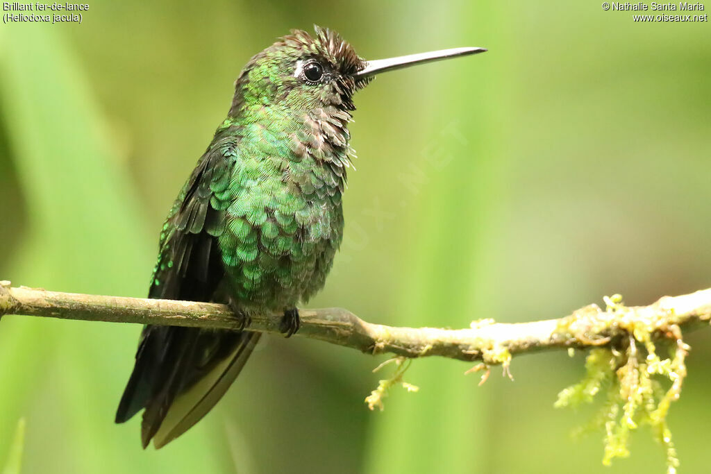 Green-crowned Brilliantjuvenile, identification