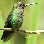 Green-crowned Brilliant