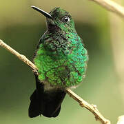 Green-crowned Brilliant