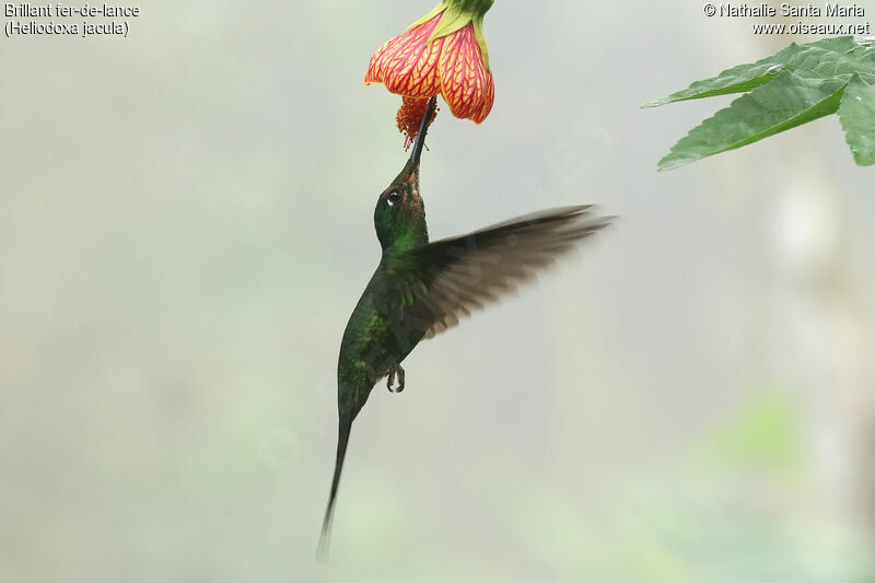 Green-crowned Brilliantjuvenile, Flight, feeding habits