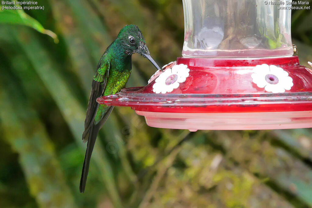 Empress Brilliant male adult transition, identification