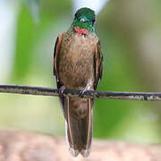 Fawn-breasted Brilliant