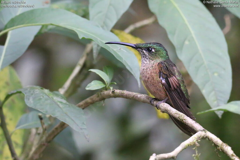 Fawn-breasted Brilliant female adult, identification