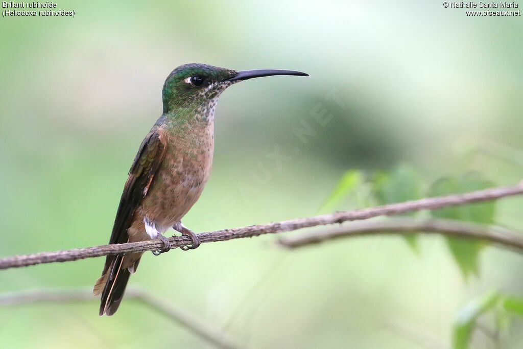 Fawn-breasted Brilliant female adult, identification