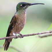 Fawn-breasted Brilliant