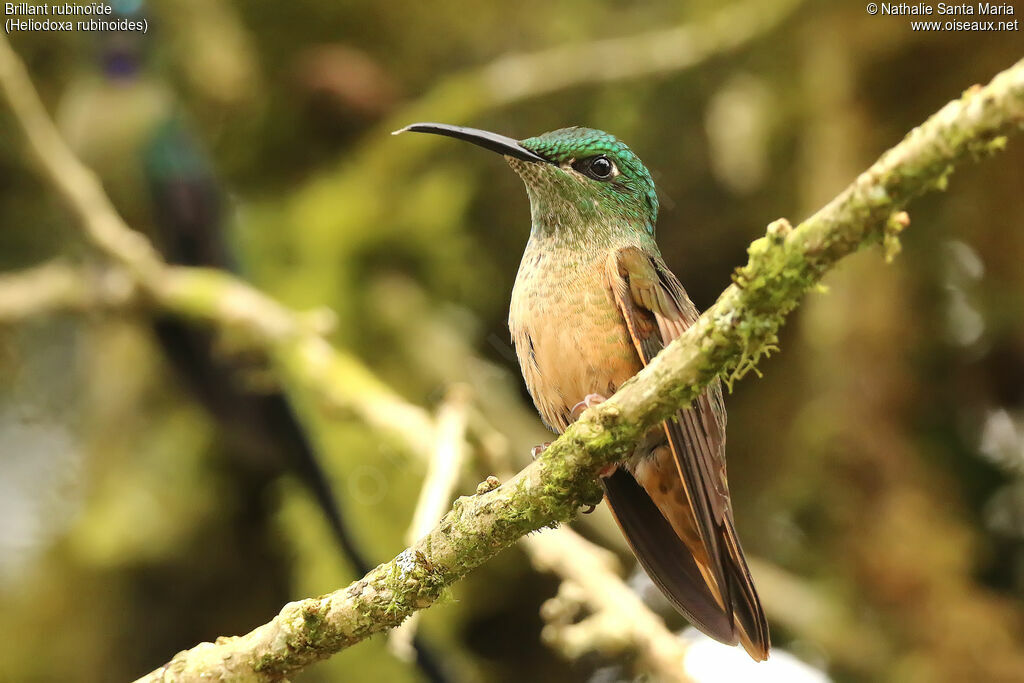 Fawn-breasted Brilliant, identification