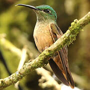 Fawn-breasted Brilliant