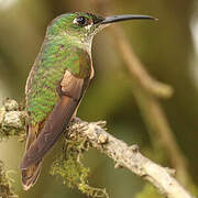 Fawn-breasted Brilliant