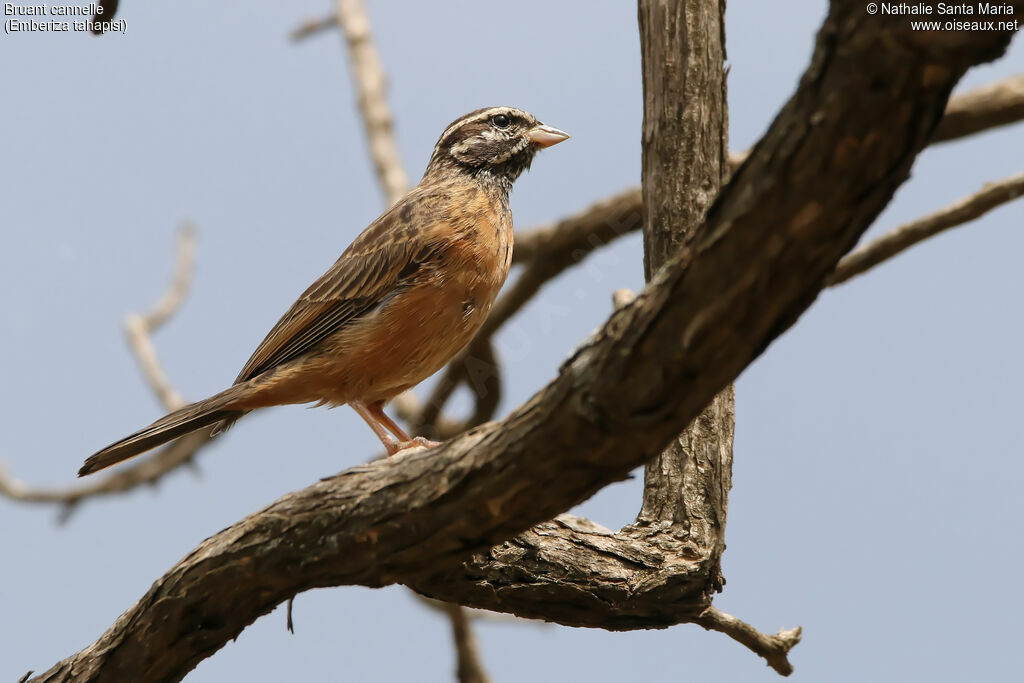 Bruant cannelleadulte, identification