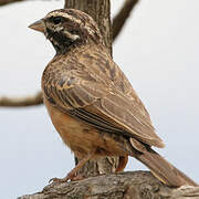 Cinnamon-breasted Bunting