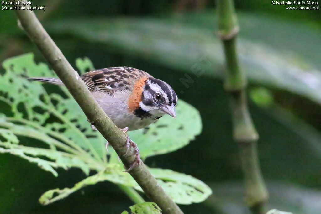 Bruant chingoloadulte, identification