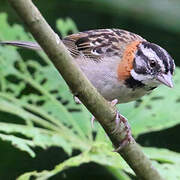 Rufous-collared Sparrow