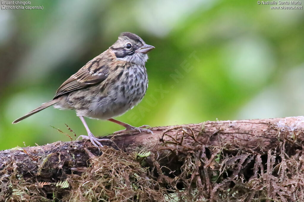 Rufous-collared Sparrowjuvenile, identification