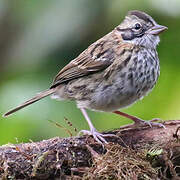 Rufous-collared Sparrow