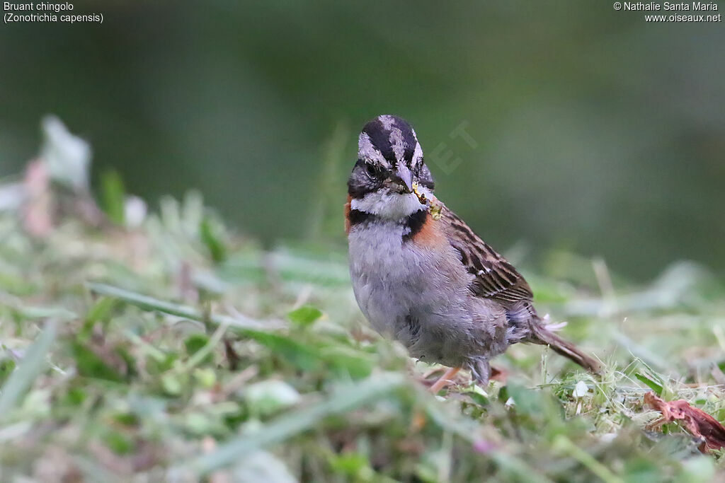 Bruant chingoloadulte, identification, mange