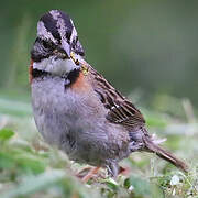 Rufous-collared Sparrow