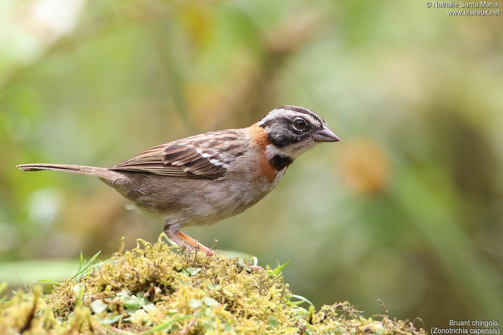 Rufous-collared Sparrowadult, identification