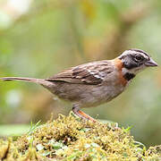 Rufous-collared Sparrow