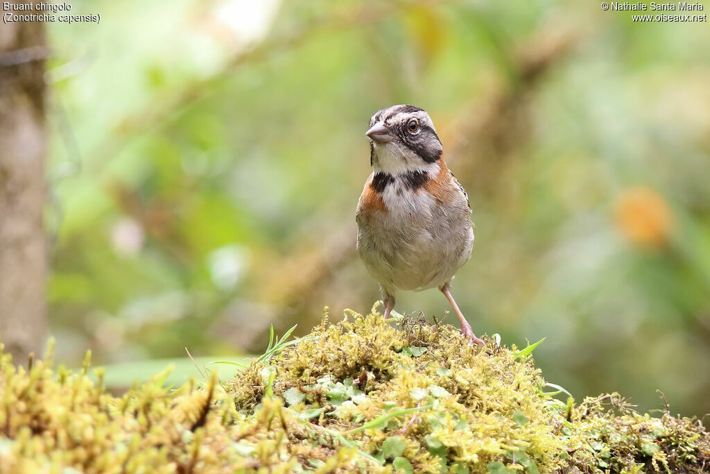 Rufous-collared Sparrowadult, identification