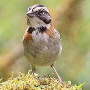 Rufous-collared Sparrow