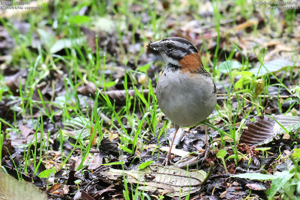 Bruant chingoloadulte, identification, marche, mange