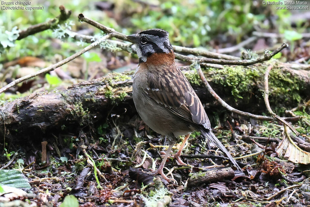 Rufous-collared Sparrow