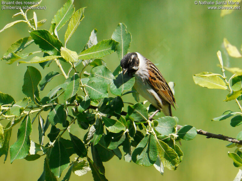 Common Reed Bunting male adult breeding, identification, Behaviour