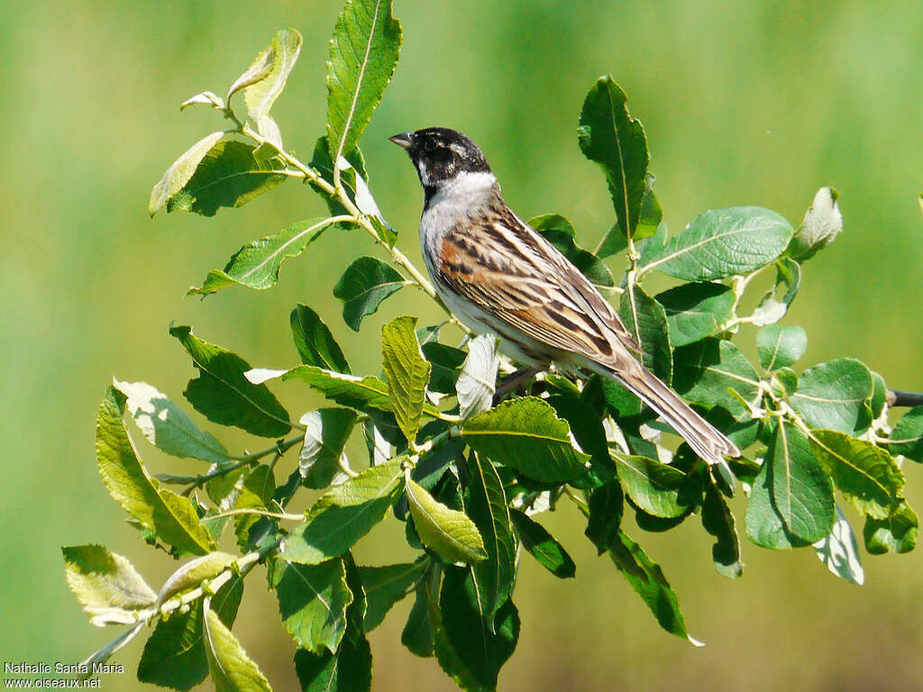 Bruant des roseaux mâle adulte nuptial, identification, Comportement