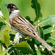 Common Reed Bunting