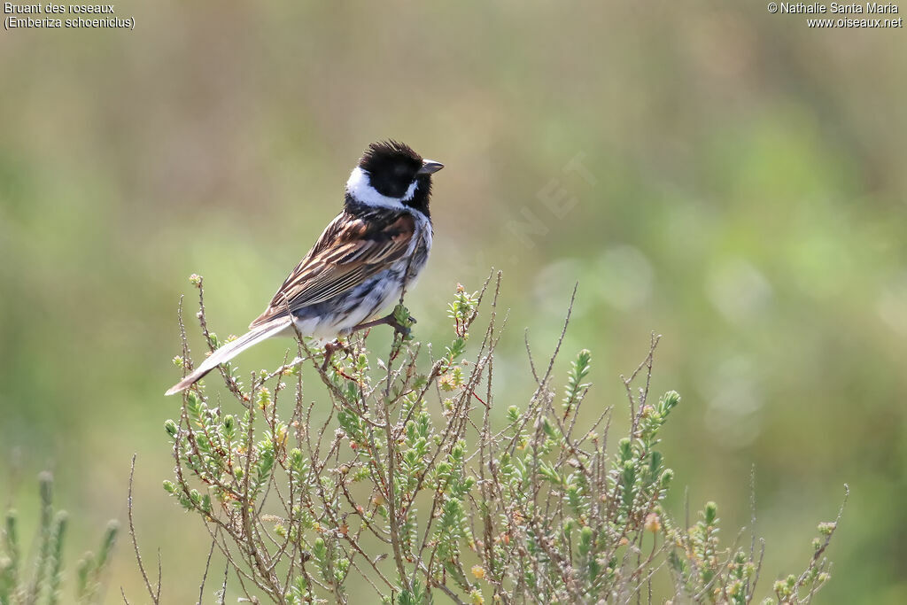 Common Reed Bunting male adult breeding, identification